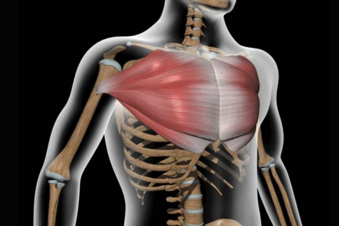 El tama&ntilde;o del tejido mamario podr&iacute;a tener implicaciones que van m&aacute;s all&aacute; de la apariencia f&iacute