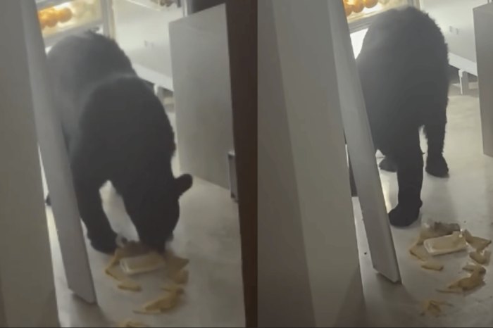 Un inesperado visitante convirti&oacute; una cocina de San Pedro Garza Garc&iacute;a en su particular comedor. Un oso negro in